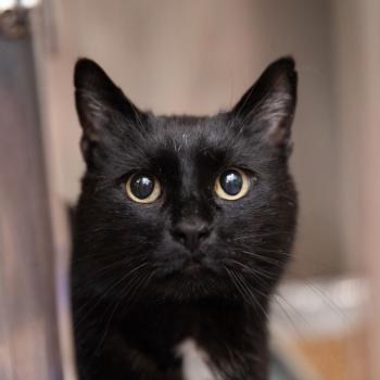 Close up of a black cat with yellow eyes looking at the camera.
