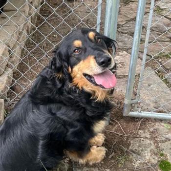Rio the dog beside a chain-link fence