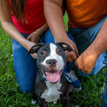 Happy dog sitting in a grassy area with two people