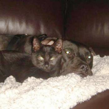Large black dog Cherry, snuggling with black cat on couch