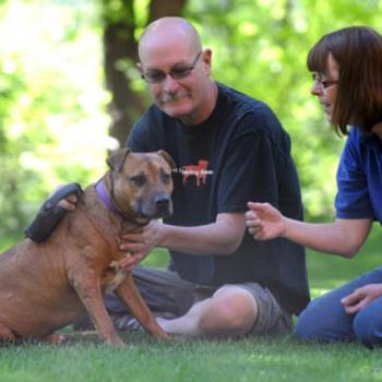 Brown dog sitting in grass with two people 