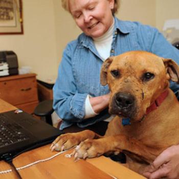 Brown pit bull terrier at computer desk with woman