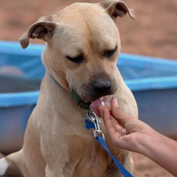 Brown dog licking ice from person's hand