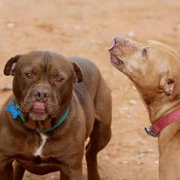 Vicktory dogs Beefcake and Little Red