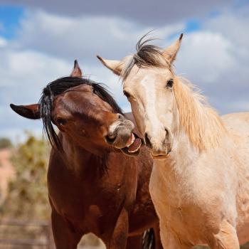Two horses interacting, one with mouth open and both with ears back