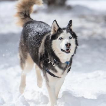 Husky type dog running in the snow