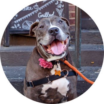 Gray and white pit bull type dog leashed, in front of a chalkboard sign