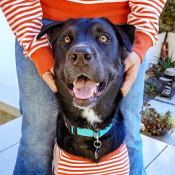 Person and black dog wearing the same striped outfit