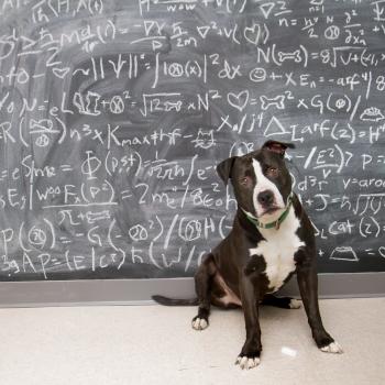 Smart dog sitting in front of a chalkboard filled with equations.