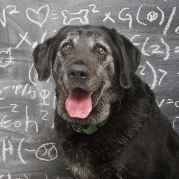 Senior black dog with graying face with tongue out in front of a chalkboard with chalk writing on it