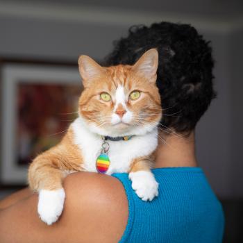 Person holding an orange and white cat wearing a collar and tag over her shoulder