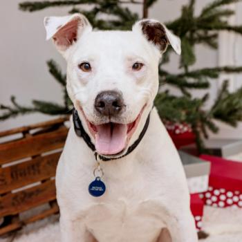 White and black pit-bull-type dog smiling with tongue out with a holiday tree behind him