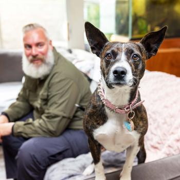 Brindle and white dog on a couch in a home with a bearded man behind him
