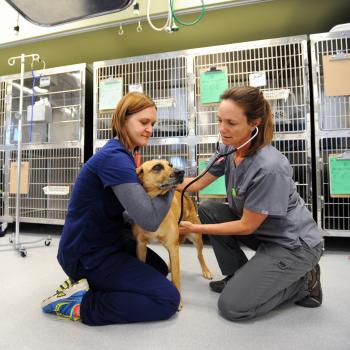 One person holding a dog and the other listening the dog with a stethoscope in front of some kennels