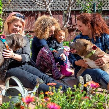 Group of people outside in a yard with two pit bull terriers