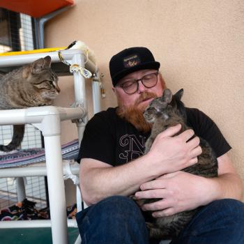 Person sitting with two cats