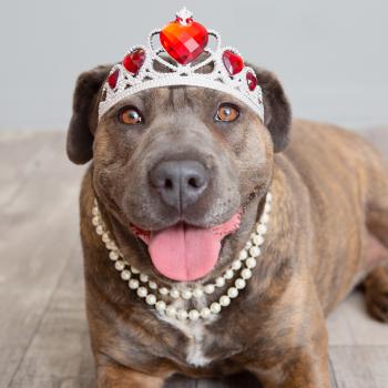 Large brown dog wearing tiara and pearls