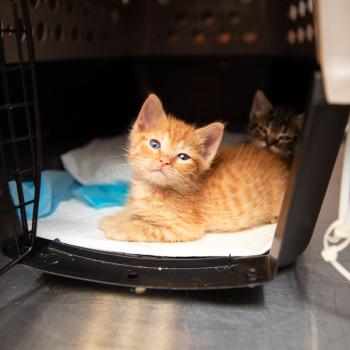 Two tiny kittens in a pet carrier