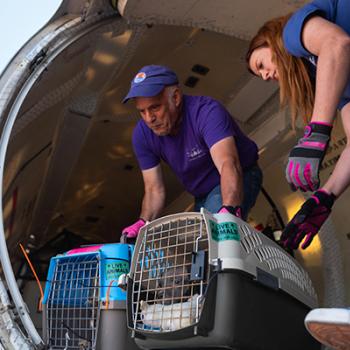 People unloading dogs in crates from the airplane coming from the Texas floods transport