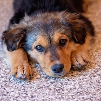 Black and brown puppy lying with his head on the floor between his two front paws