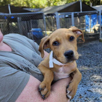 Person holding a dog