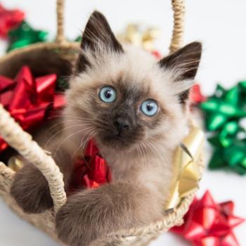 Siamese-type kitten with blue eyes in a basket with red and green bows