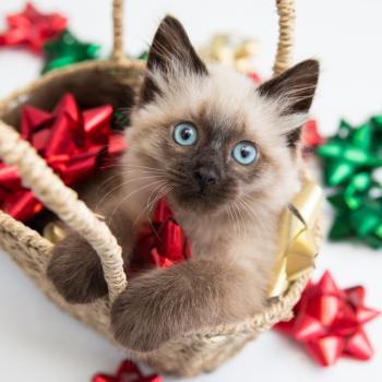 Siamese cat in basket of holiday ribbons