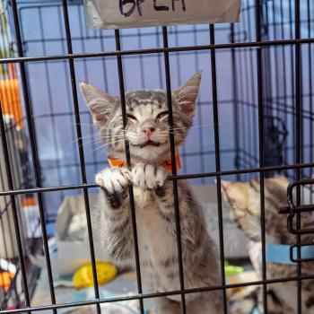 Cat smiling in a crate