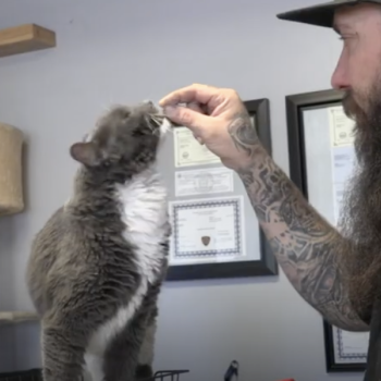 Willy and Doom the cats in the office of Simple Performance auto shop