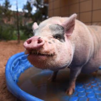 Pig standing in a pool