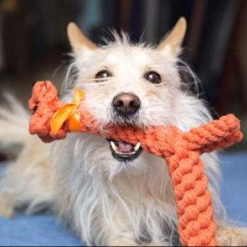 Scruffy happy dog with toy in mouth