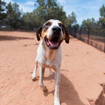 Happy dog in red sand in Utah desert