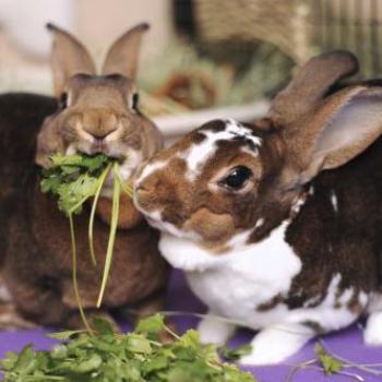 Two rabbits snacking on greens