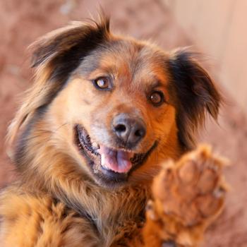 Brown dog smiling with her paw up in the air for a high-five