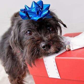 Small black dog with his head on a present wearing a blue bow