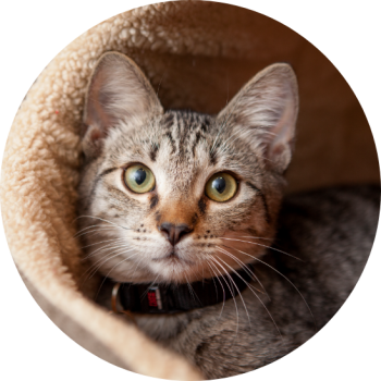 Circular photo of tabby cat wearing a collar