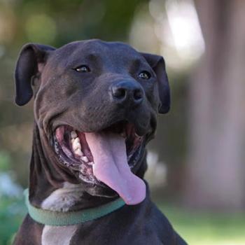 Lance the dog sitting in the grass