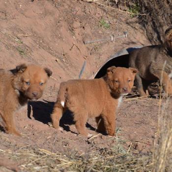 Brown Puppies living on the Navajo Nation