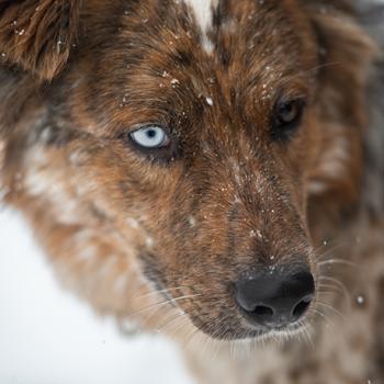 Rez dog in the snow