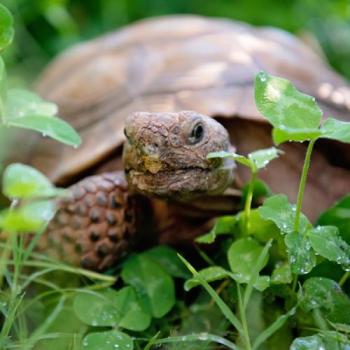 Turtle laying in greenery