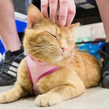 Orange cat wearing pink harness being petted on floor