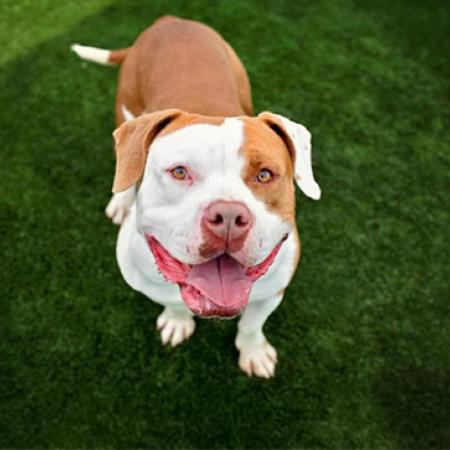 Brown and white pit bull terrier looking up on green lawn
