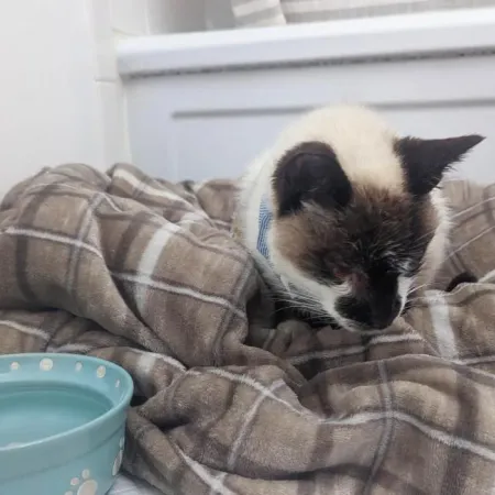 Spartacus the cat