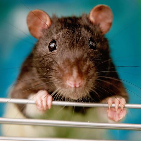 Mouse holding a metal bar while looking at the camera