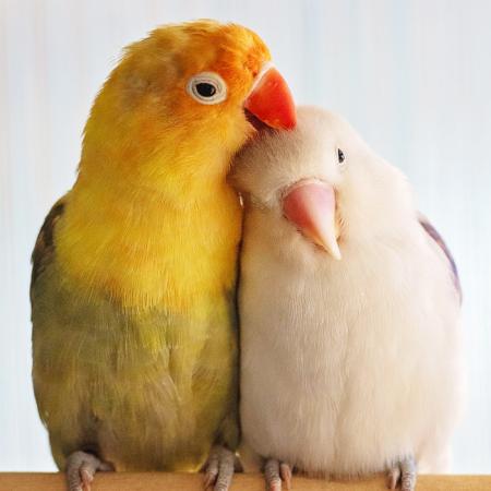 Two birds sitting side-by-side on a perch