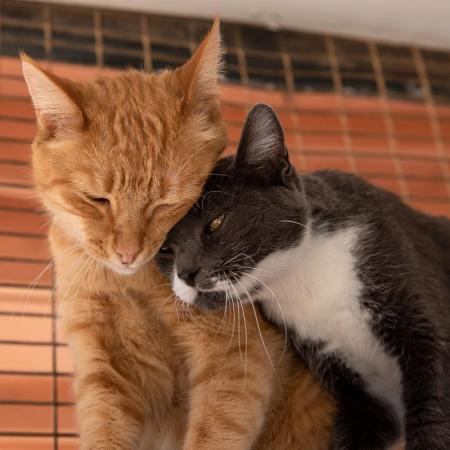 Two cats cuddling