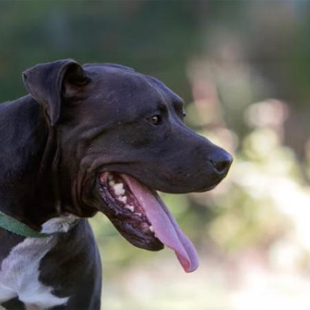 Large brown dog, Lance the Vicktory dog