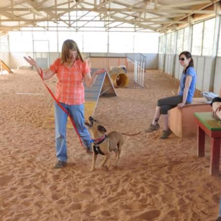 People working with Ray to pass Canine Good Citizen test
