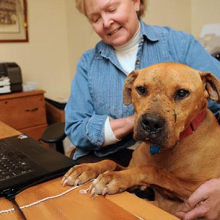 Brown pit bull terrier at computer desk with woman