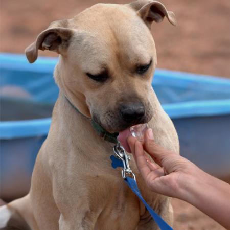 Brown dog licking ice from person's hand